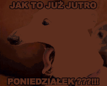 Krzyczący pies jutro poniedziałek